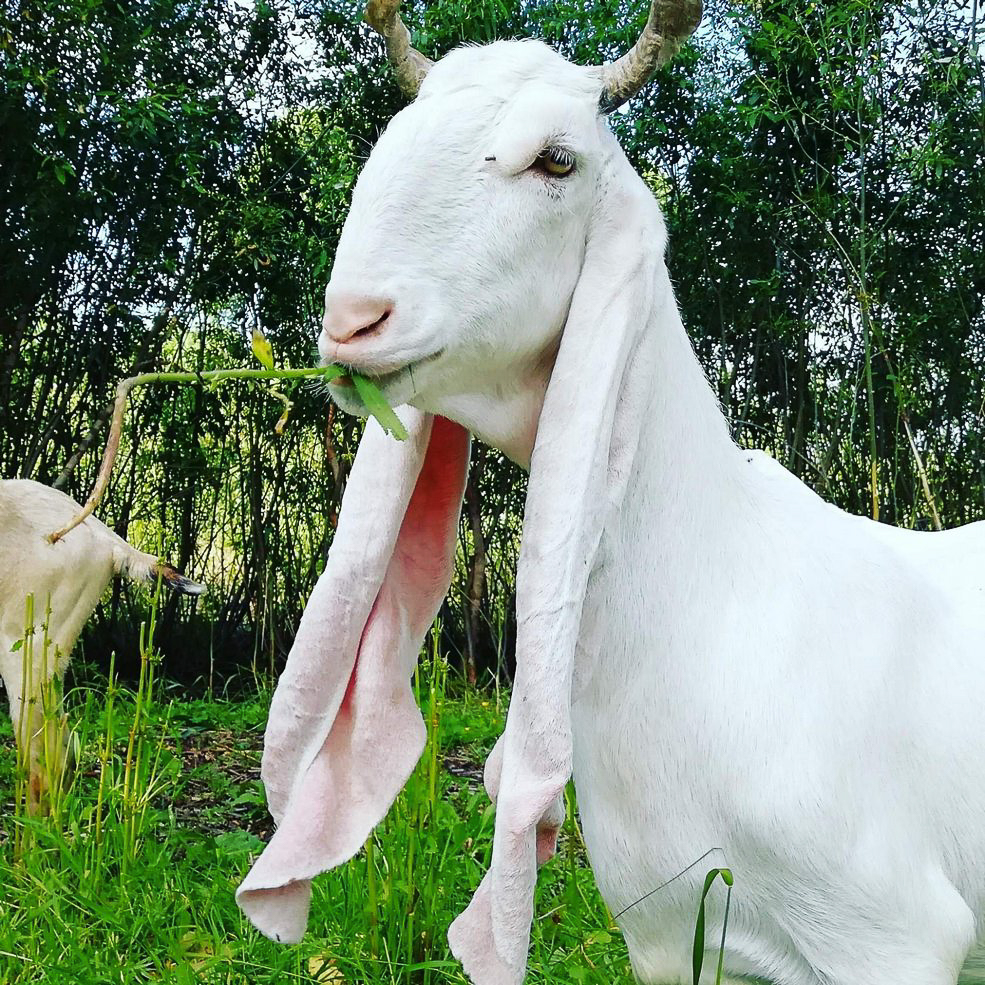 animal 2 5