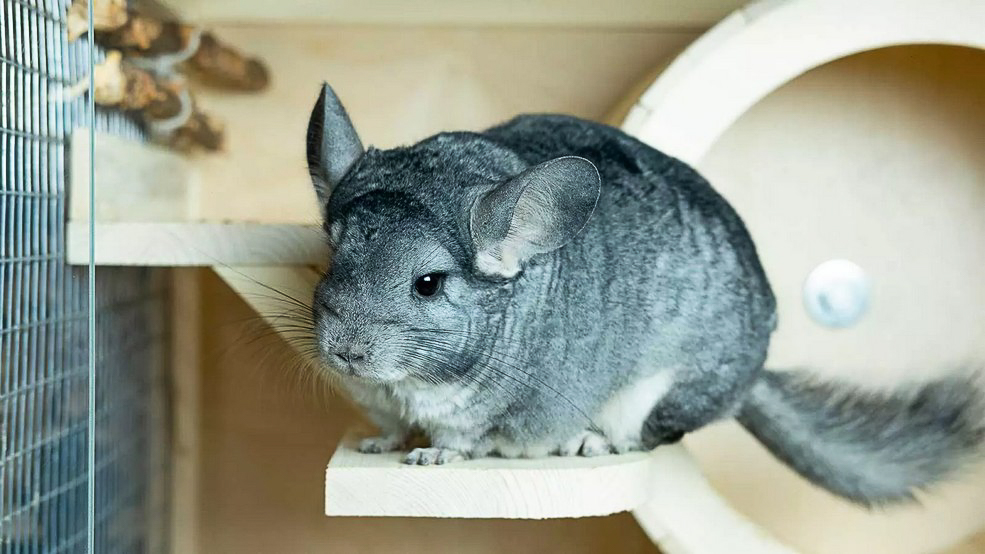 animal 2 6