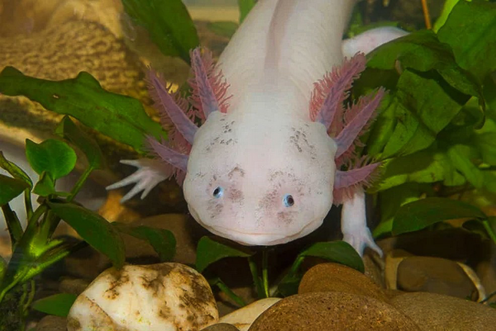 animal 2 7
