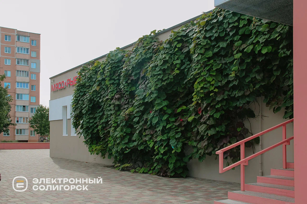 rasteniya 1