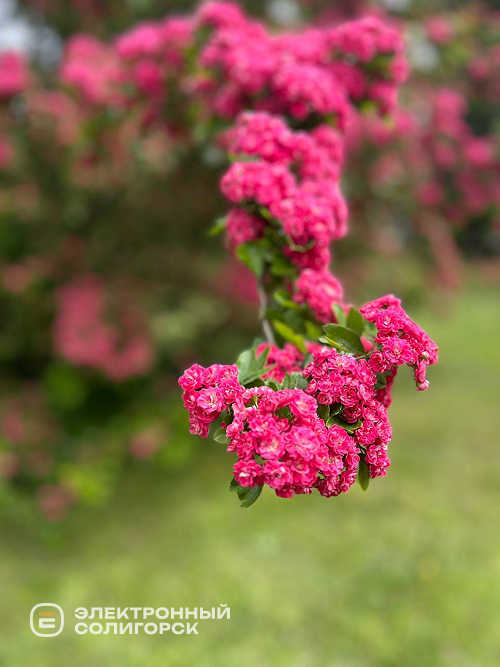 rasteniya 9