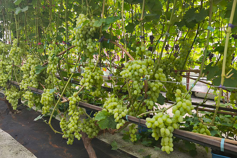 vinograd 2 1