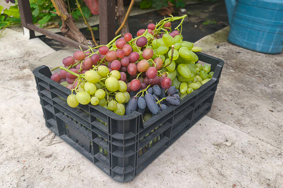 vinograd 2 5