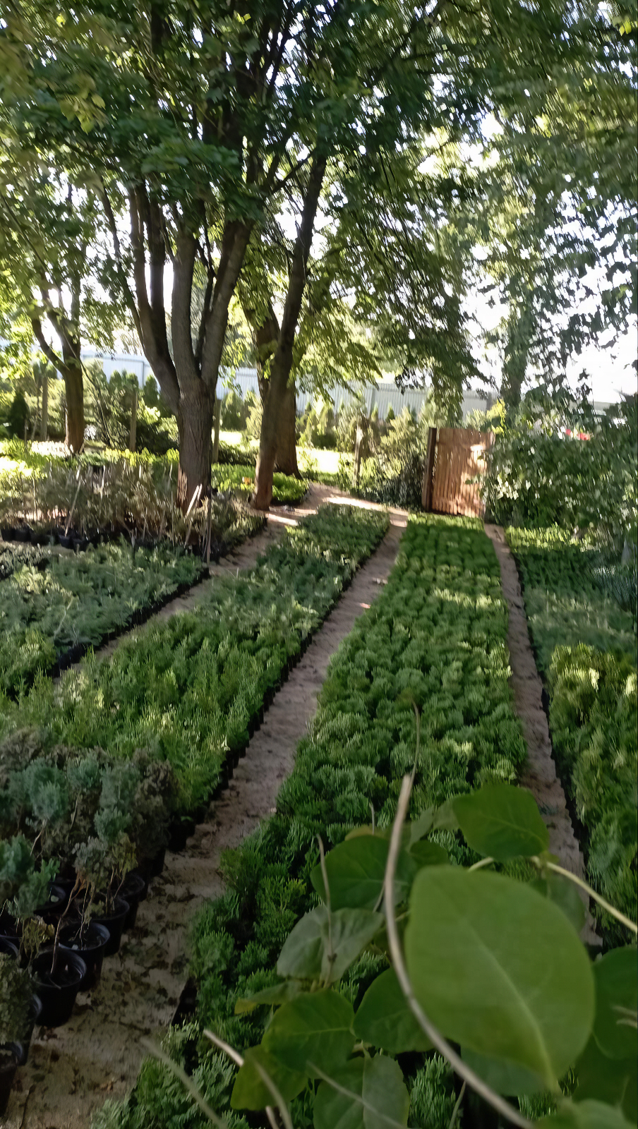 pitomnik 6