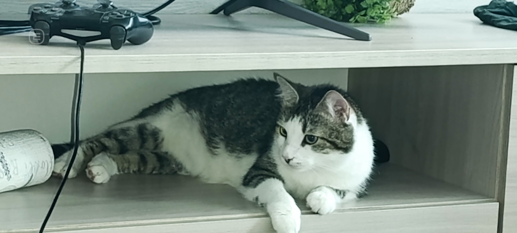 Кот виктор ищет дом