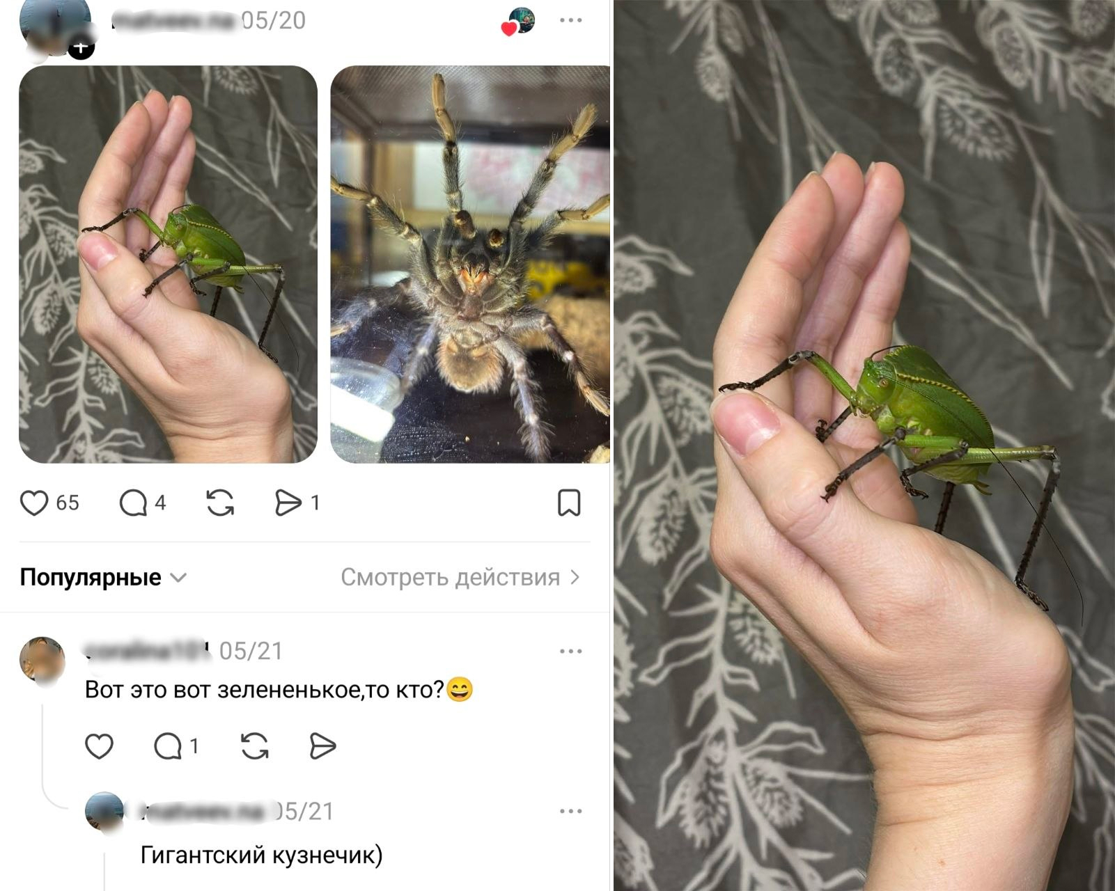 kuznic